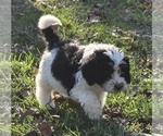 Small Photo #16 Bernedoodle Puppy For Sale in GREENWOOD, IN, USA