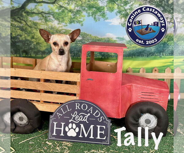 Medium Photo #5 Chihuahua-Unknown Mix Puppy For Sale in Arcadia, FL, USA