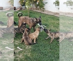 Small #8 Belgian Malinois-Dutch Shepherd Dog Mix