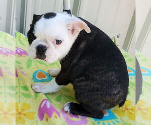 Boston Terrier Dogs for adoption in Mountain View, MO, USA