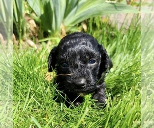 Medium Poodle (Toy)