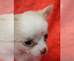 Small Photo #10 Chihuahua Puppy For Sale in ABILENE, KS, USA