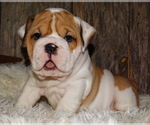 Small Photo #19 English Bulldog Puppy For Sale in VERONA, MO, USA