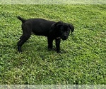 Puppy Puppy 1 Cane Corso