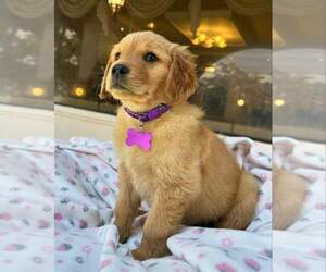 Golden Retriever Puppy for sale in BALTIMORE, MD, USA