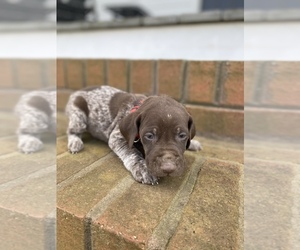 German Shorthaired Pointer Puppy for Sale in VALLEY HEAD, Alabama USA
