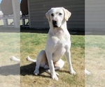 Small Photo #4 Labrador Retriever Puppy For Sale in GERBER, CA, USA