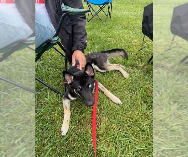Medium Photo #3 Gerberian Shepsky Puppy For Sale in Aurora, IN, USA