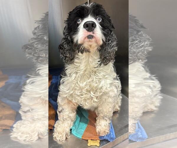 Medium Photo #3 Cocker Spaniel Puppy For Sale in Westminster, MD, USA