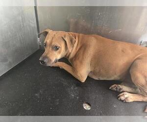 Labrador Retriever Dogs for adoption in San Antonio, TX, USA