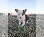 Small Photo #1 Pembroke Welsh Corgi Puppy For Sale in KEENESBURG, CO, USA