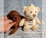 Small Photo #3 Goldendoodle Puppy For Sale in BREA, CA, USA