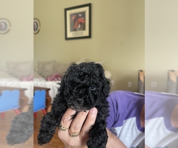 Medium Photo #1 Poodle (Toy) Puppy For Sale in MURFREESBORO, TN, USA