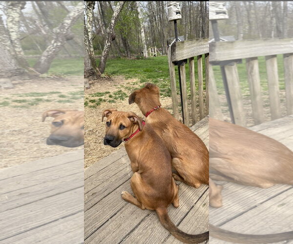 Medium Photo #7 Mutt Puppy For Sale in Chester, NJ, USA