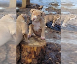 American Bully Puppy for sale in Englehart, Ontario, Canada