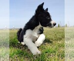 Small Photo #174 Border Collie Puppy For Sale in NORBORNE, MO, USA