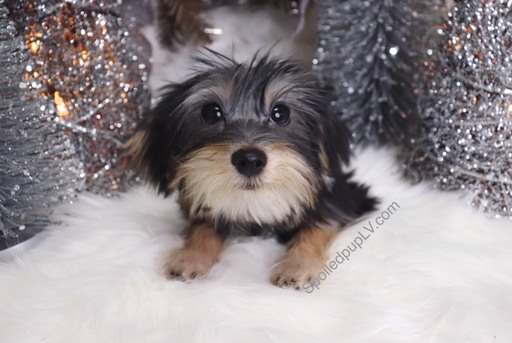 Medium Photo #4 Morkie Puppy For Sale in LAS VEGAS, NV, USA