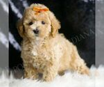 Small #2 Maltipoo