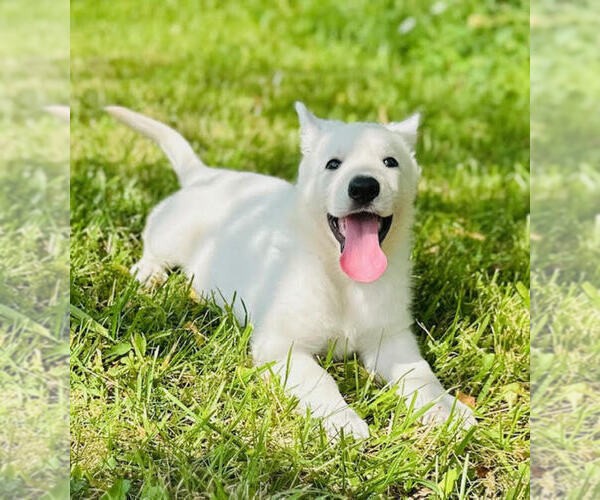 Medium Photo #2 German Shepherd Dog Puppy For Sale in CARDINGTON, OH, USA