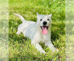 Small #1 German Shepherd Dog