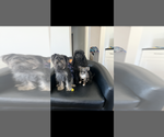 Small #2 Chihuahua
