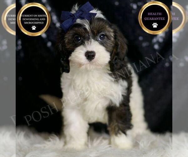 Medium Photo #48 Cavapoo Puppy For Sale in WARSAW, IN, USA