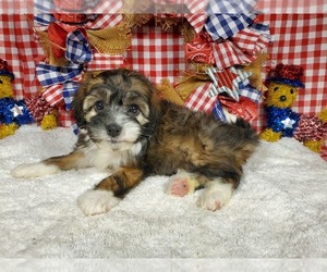 Bernedoodle (Miniature) Litter for sale in PEYTON, CO, USA