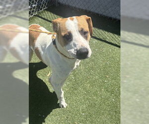 Pointer-Unknown Mix Dogs for adoption in Texas City, TX, USA