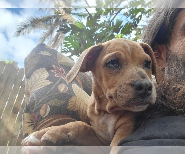 Medium Photo #10 Catahoula Bulldog Puppy For Sale in MIAMI BEACH, FL, USA