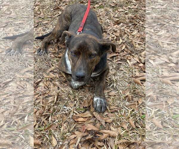 Medium Photo #1 Mountain Cur-Unknown Mix Puppy For Sale in Attalka, AL, USA
