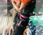 Small #12 American Pit Bull Terrier-Staffordshire Bull Terrier Mix