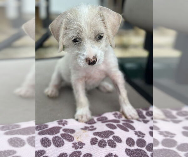 Medium Photo #1 Mutt Puppy For Sale in Oak Bluffs, MA, USA