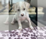 Small Mutt