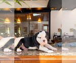 Puppy Puppy 1 Olde English Bulldogge