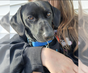 Dachshund-Unknown Mix Dogs for adoption in Cranston, RI, USA