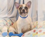 Small Photo #1 French Bulldog Puppy For Sale in Bon Carbo, CO, USA