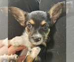 Puppy Lola Chorkie