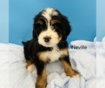 Puppy Nivelle Bernedoodle