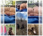 Small #1 Labrador Retriever