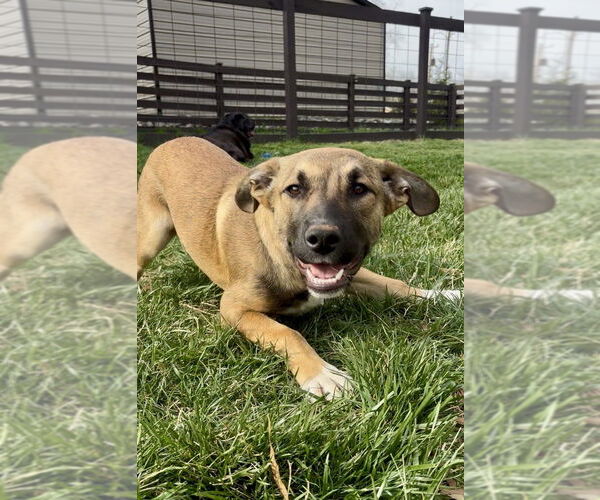 Medium Photo #6 Mutt Puppy For Sale in Mooresville, NC, USA