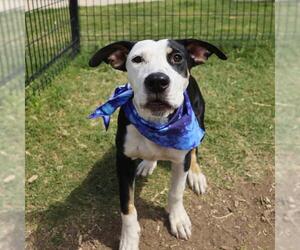 American Staffordshire Terrier-Unknown Mix Dogs for adoption in San Antonio, TX, USA