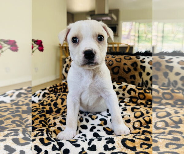 Medium Photo #2 Chihuahua-Unknown Mix Puppy For Sale in Marina Del Rey, CA, USA