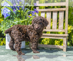 Puppy Payton Poodle (Standard)