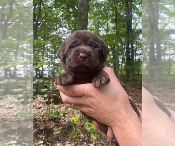 Medium Photo #3 Labrador Retriever Puppy For Sale in GLADSTONE, VA, USA