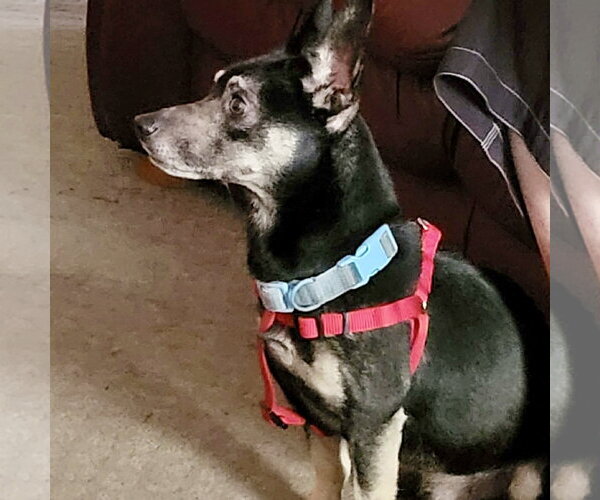 Medium Photo #2 Chihuahua-Unknown Mix Puppy For Sale in Spring Lake, NC, USA