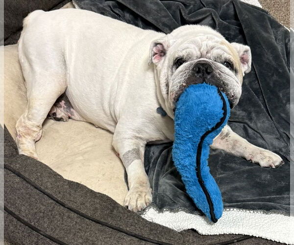 Medium Photo #5 Bulldog Puppy For Sale in Sanford, FL, USA