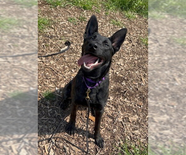 Medium Photo #2 Holland Shepherd Puppy For Sale in Imlay City, MI, USA