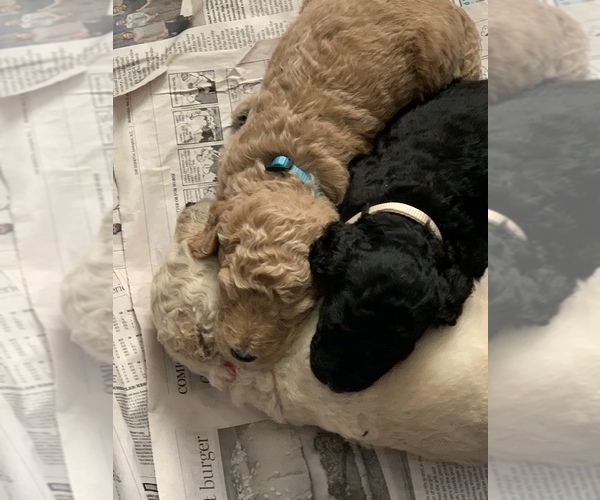 Medium Photo #7 Labradoodle Puppy For Sale in DENTON, NC, USA