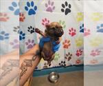 Small German Shepherd Dog