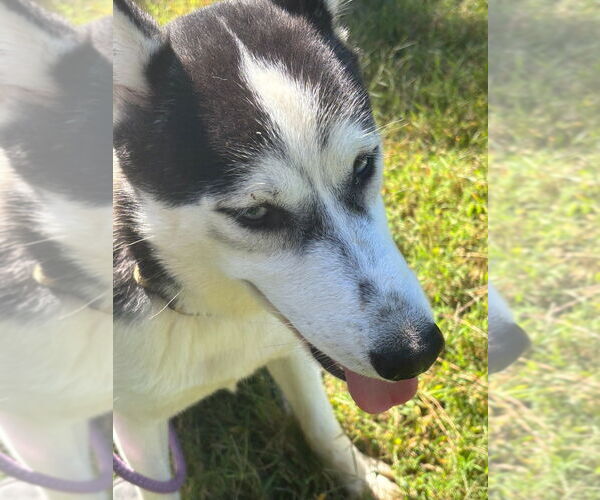 Medium Photo #5 - Mix Puppy For Sale in Glen Allen, VA, USA